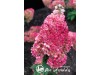 Hortenzija šluotelinė ,Living Raspberry Pink' (lot. Hydrangea paniculata)